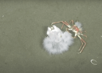 Viaje a lo desconocido: comenzó la expedición científica en las costas de Uruguay