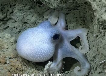 La Legislatura de Córdoba premiará a científicos por exploración submarina del Conicet