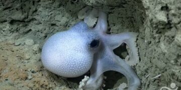 La Legislatura de Córdoba premiará a científicos por exploración submarina del Conicet La Legislatura de Córdoba premiará a científicos por exploración submarina del Conicet