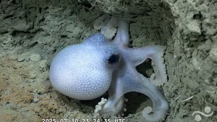 Imágenes de la expedición del Conicet en las profundidades del cañón Mar del Plata. (Schmidt Ocean Institute)