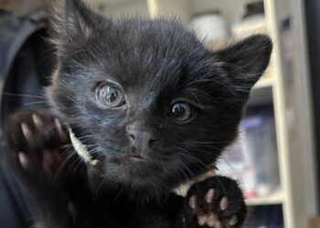 El Centro de Rescate recibió a un yaguarundí y dos gatos monteses