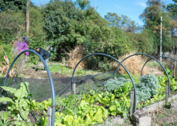 Capacitaciones y semillas gratuitas para crear una huerta agroecológica