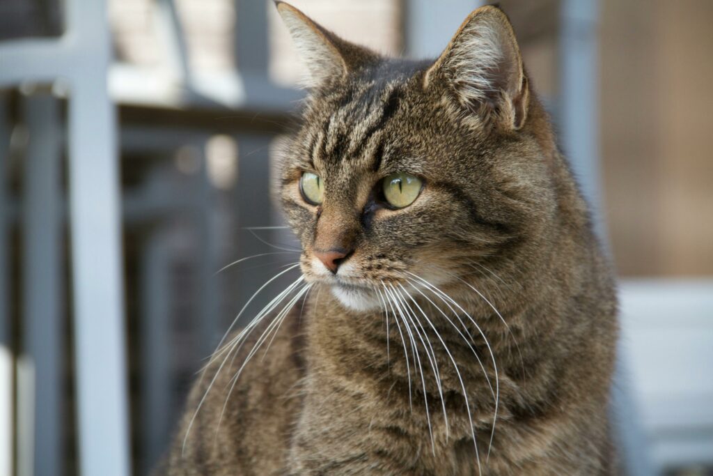 Día Internacional del Gato: cuidados básicos para su bienestar