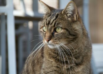 Día Internacional del Gato: cuidados básicos para su bienestar