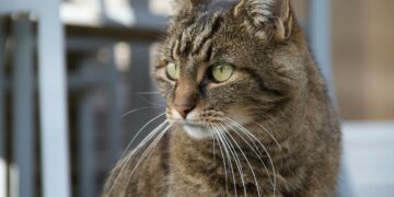 Día Internacional del Gato: cuidados básicos para su bienestar