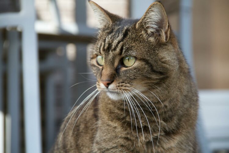Mantener un entorno limpio y visitas periódicas al veterinario son claves para el bienestar de los felinos.