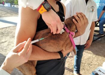 Además de la inmunización se ofrecerán antiparasitarios internos de amplio espectro para contribuir con el cuidado integral de la salud de los animales.