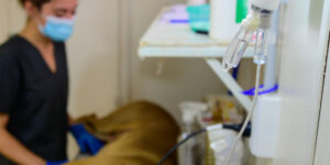 Centros de Castraciones de la ciudad