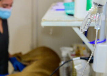 Centros de Castraciones de la ciudad