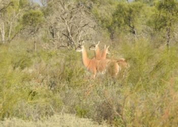 Córdoba declaró Monumentos Naturales a ocho especies