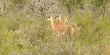 Córdoba declaró Monumentos Naturales a ocho especies emblemáticas —desde el Sapo de Achala hasta el Aguará Guazú— con el fin de reforzar su conservación, proteger sus hábitats y promover la educación ambiental.”