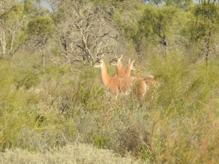 Córdoba declaró Monumentos Naturales a ocho especies emblemáticas —desde el Sapo de Achala hasta el Aguará Guazú— con el fin de reforzar su conservación, proteger sus hábitats y promover la educación ambiental.”