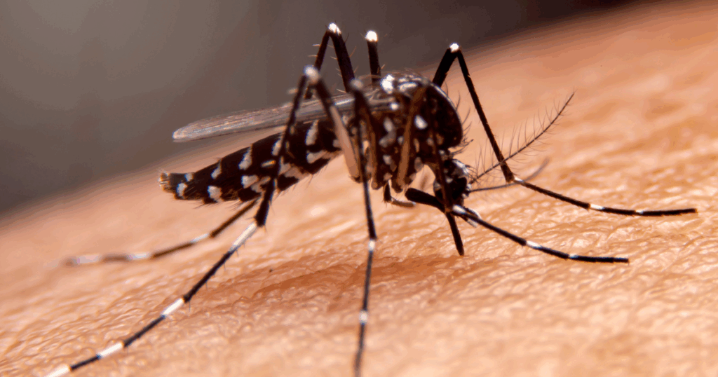 Dengue en aumento: llaman a reforzar cuidados en Argentina