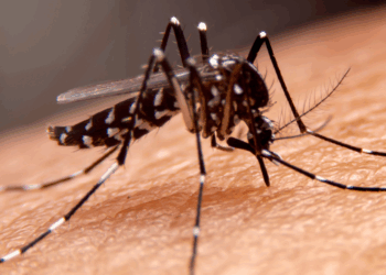 Dengue en aumento: llaman a reforzar cuidados en Argentina