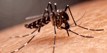 Dengue en aumento: llaman a reforzar cuidados en Argentina