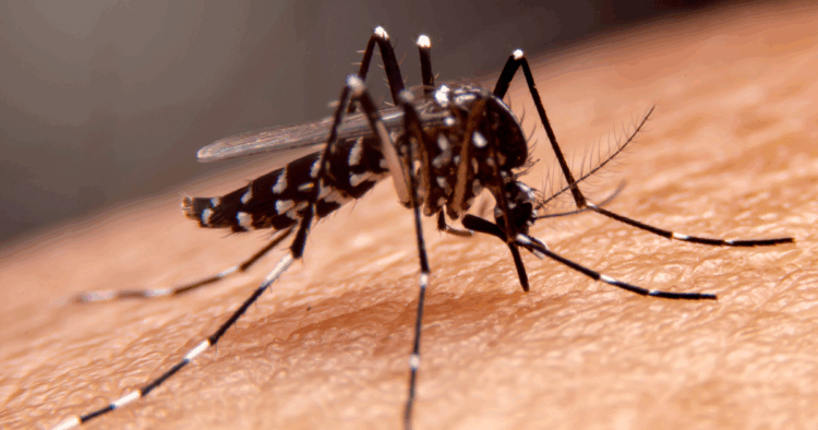 Dengue en aumento: llaman a reforzar cuidados en Argentina