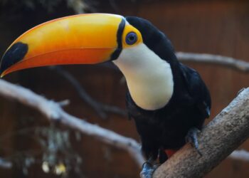 El Parque de la Biodiversidad trasladó a dos tucanes a una reserva de Tucumán