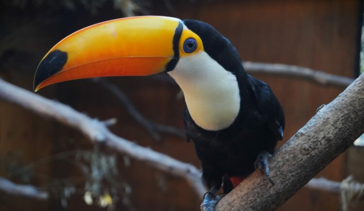 Proyecto de Conservación exsitu del Tucán Grande o Toco (Ramphastos toco).