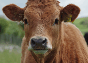 Exportaciones de carne seguirán sin retenciones hasta el 31 de octubre