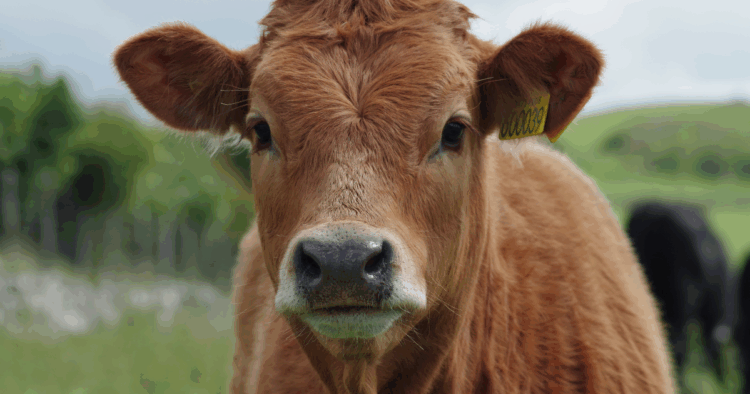 Exportaciones de carne seguirán sin retenciones hasta el 31 de octubre