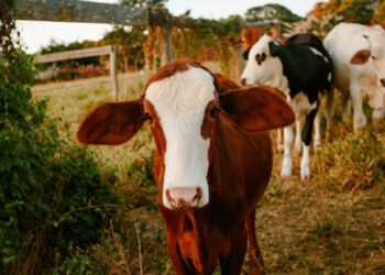 Impulso para la ganadería provincial: crean la Mesa de Carne Bovina y Bubalina