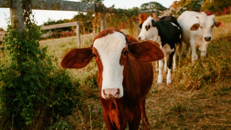 Impulso para la ganadería provincial: crean la Mesa de Carne Bovina y Bubalina