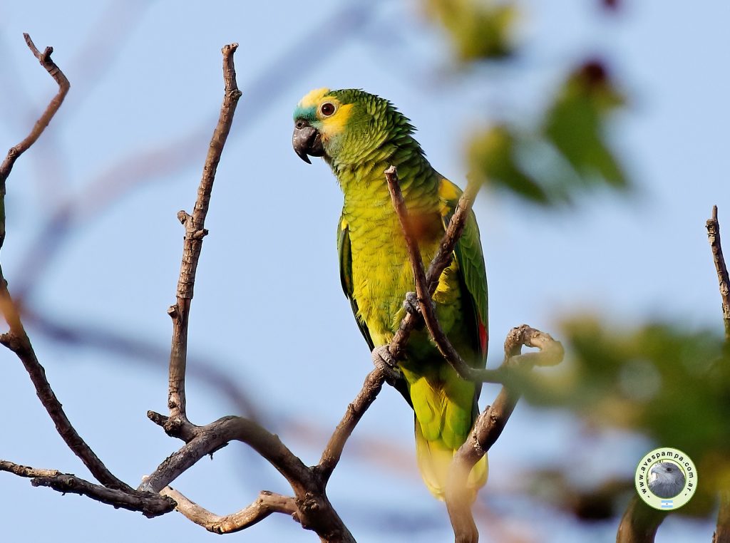 Córdoba declaró Monumentos Naturales a ocho especies