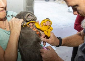 Los perros y los gatos son los principales transmisores de rabia, pero también pueden serlo algunos animales silvestres como los murciélagos.
