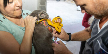 Los perros y los gatos son los principales transmisores de rabia, pero también pueden serlo algunos animales silvestres como los murciélagos.