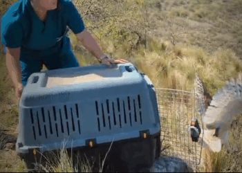 Nueva liberación de aves