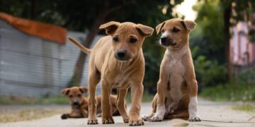 Se estima que 143 millones de perros viven en la calle y otros 12 millones esperan ser adoptados en refugios y hogares de tránsito.
