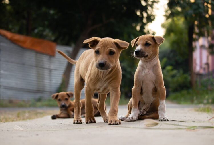 Se estima que 143 millones de perros viven en la calle y otros 12 millones esperan ser adoptados en refugios y hogares de tránsito.
