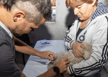 Aplicarán vacunación antirrábica gratuita para mascotas en Córdoba