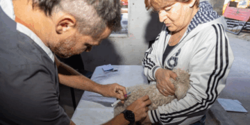 Aplicarán vacunación antirrábica gratuita para mascotas en Córdoba