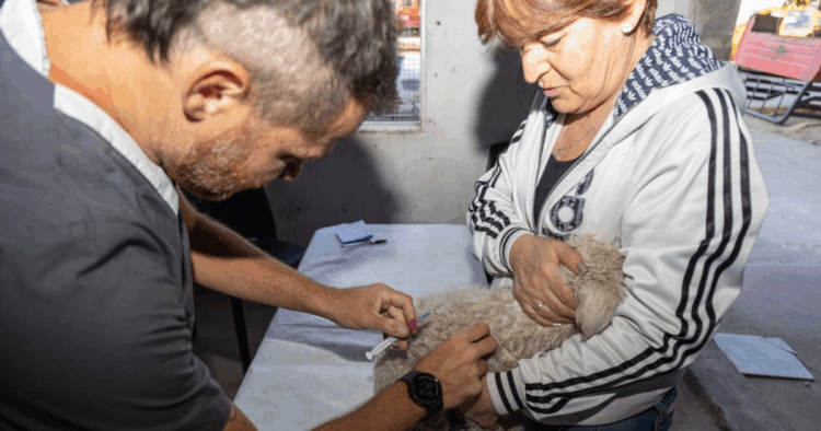 Aplicarán vacunación antirrábica gratuita para mascotas en Córdoba