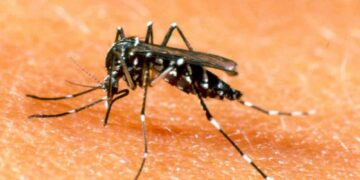 Las provincias más afectadas por el dengue durante la temporada 2024-2025 Las provincias más afectadas por el dengue durante la temporada 2024-2025