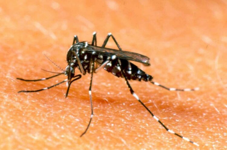 Santa Fe y Córdoba concentraron la mayoría de los casos de dengue durante la temporada 2024-2025, en un contexto de 17.964 contagios confirmados en todo el país y con medidas de prevención implementadas por el Ministerio de Salud.