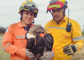 Rescataron un cóndor herido en Salsacate