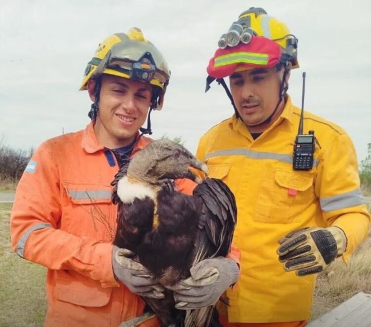 El cóndor recibió un disparo de escopeta y le hallaron perdigones en el ala. (Foto Canal 12).