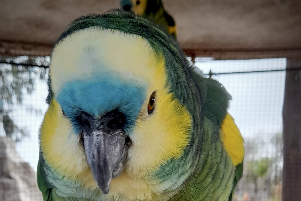 Allanaron una granja y secuestraron 19 animales silvestres Tenía 19 individuos silvestres sin autorización.