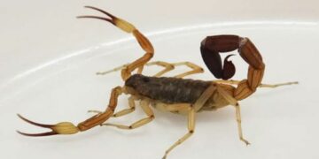 Accidentes con alacranes, arañas o serpientes: cómo evitarlos y qué hacer si ocurren Alacran.