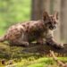 Cachorro de puma