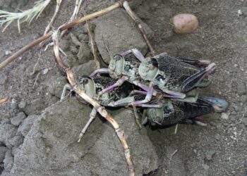 Declararon emergencia en la Patagonia por la presencia de un insecto