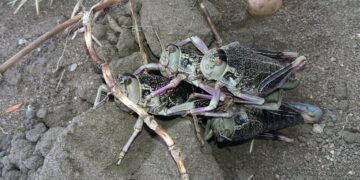 Declararon emergencia en la Patagonia por la presencia de un insecto Declararon emergencia en la Patagonia por la presencia de un insecto