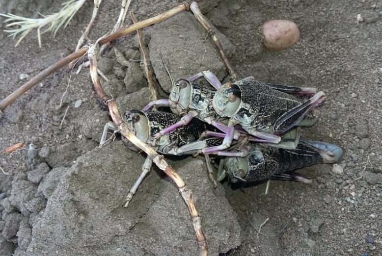 Declararon emergencia en la Patagonia por la presencia de un insecto Tucura Sapo (Bufonacris claraziana).