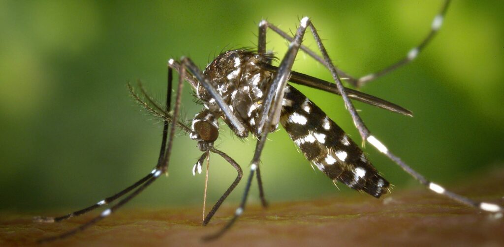 Dengue: estudio indica las zonas de mayor circulación en Córdoba