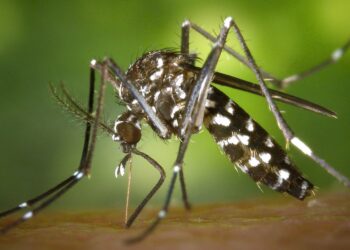 Dengue: estudio indica las zonas de mayor circulación en Córdoba
