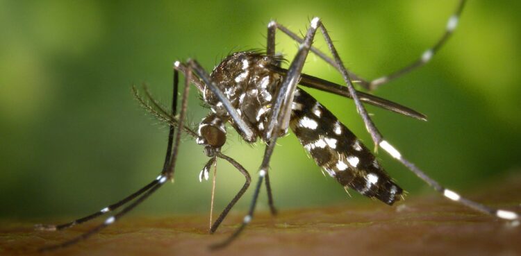 Dengue: estudio indica las zonas de mayor circulación en Córdoba