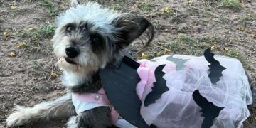 Desfile perruno de Halloween en Las Tejas: la propuesta más divertida del día Desfile