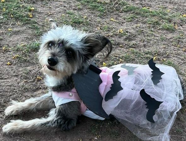 Desfile perruno de Halloween en Las Tejas: la propuesta más divertida del día Desfile